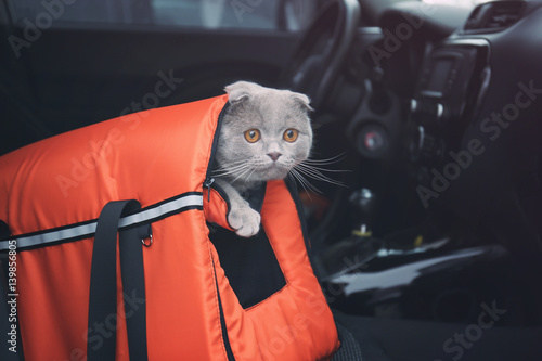 Fototapeta Naklejka Na Ścianę i Meble -  Pet carrier with cute cat in car