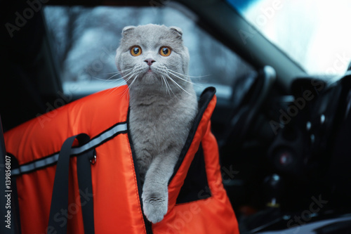 Fototapeta Naklejka Na Ścianę i Meble -  Pet carrier with cute cat in car