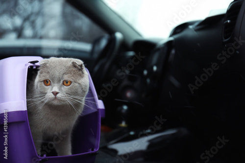 Fototapeta Naklejka Na Ścianę i Meble -  Pet carrier with cute cat in car