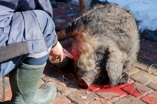 pig slauhtering. traditional home made pig slauhtering. The Mangalica is a Hungarian breed of domestic pig. photo