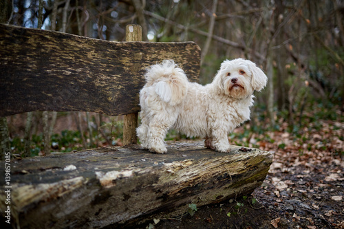 Havanese dog sitting on a wooden bench photo