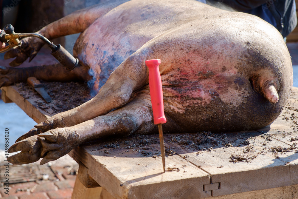 Obraz premium pig slauhtering. traditional home made pig slauhtering. The Mangalica is a Hungarian breed of domestic pig.