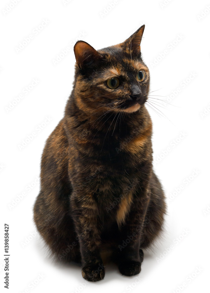 Tortoiseshell cat sits