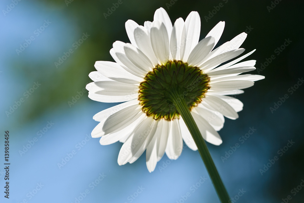 Fototapeta premium Daisies in the morning
