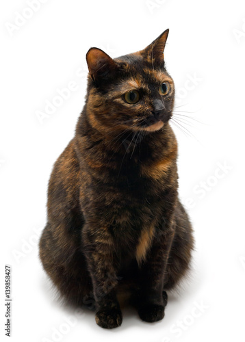 Tortoiseshell cat sits