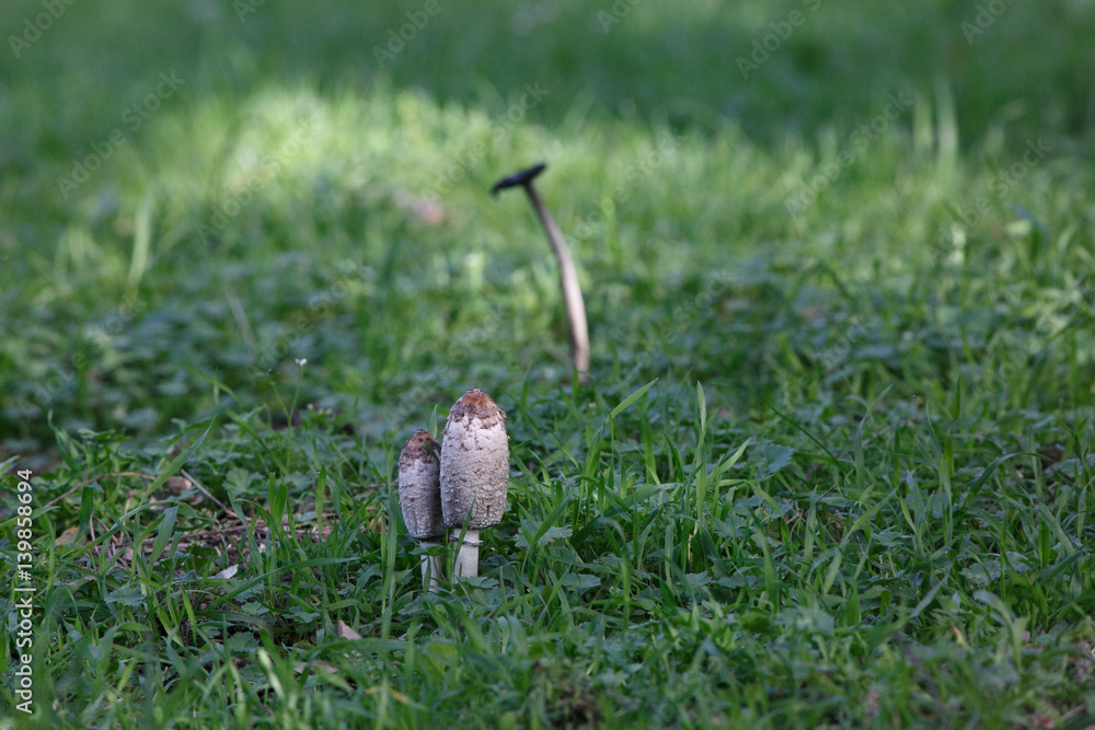 Obraz premium Mushroom Macrolepiota procera in the forest 