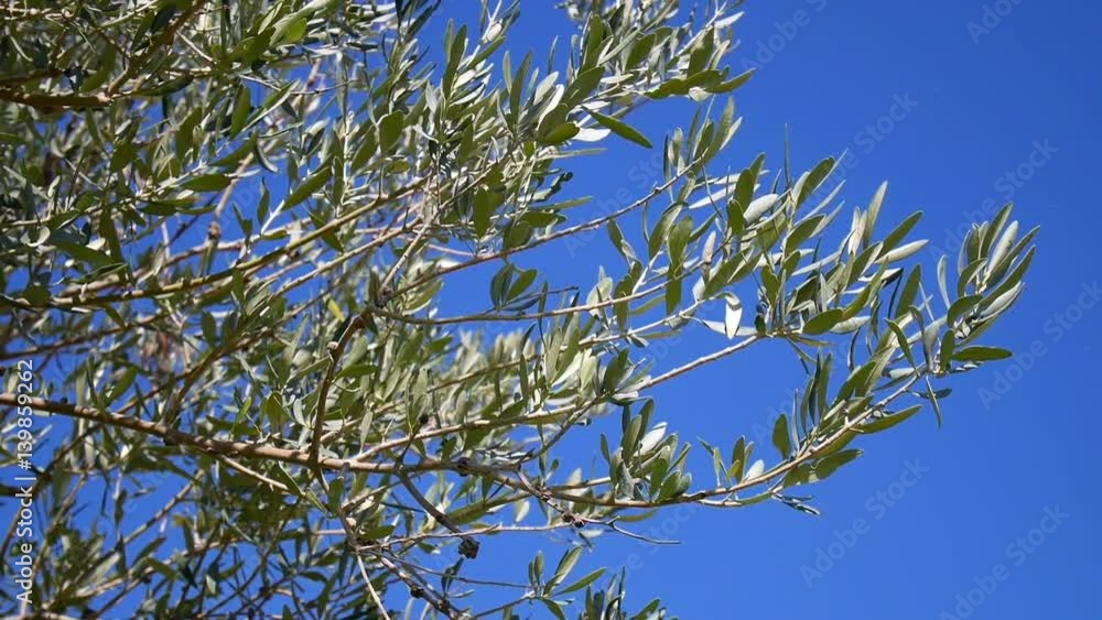 Olive tree branch close up with blue sky in the background - Shot in Sicily in an organic farm Olive tree branch close up with blue sky in the background - Shot in Sicily in an organic farm