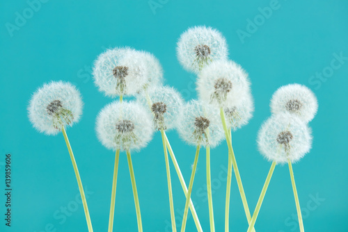 Dandelion flower on cyan color background  group objects on blank space backdrop  nature and spring season concept.