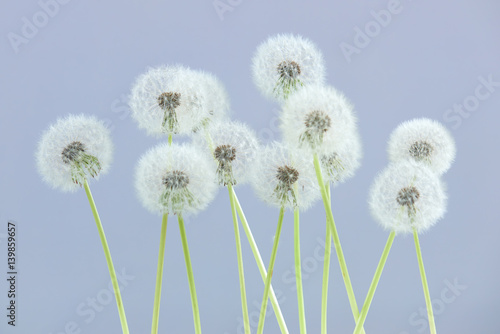 Dandelion flower on grey blue color background, group objects on blank space backdrop, nature and spring season concept.