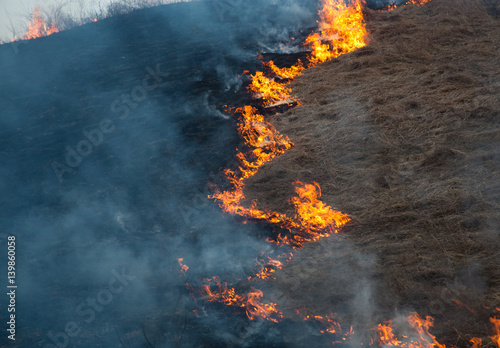 Wallpaper Mural wildfrire - dry grass burning in early spring Torontodigital.ca