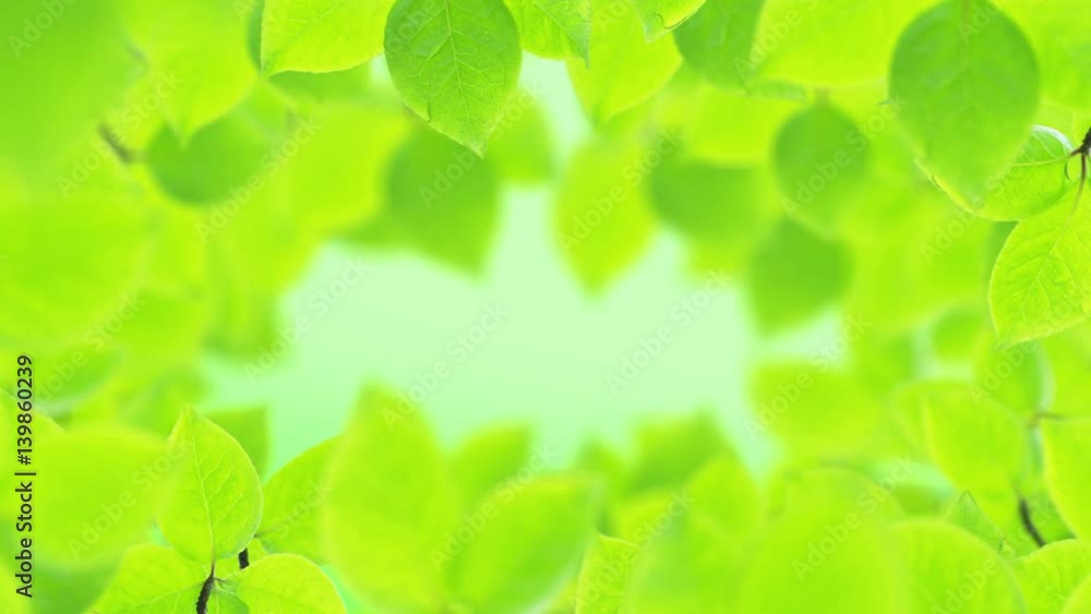 Spring background, Natural frame of beautiful green tree leaves reveals the soft light of the sun.