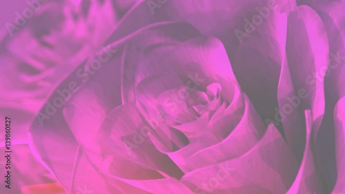 rotating pink roses background theme - 3D render. seamless loop