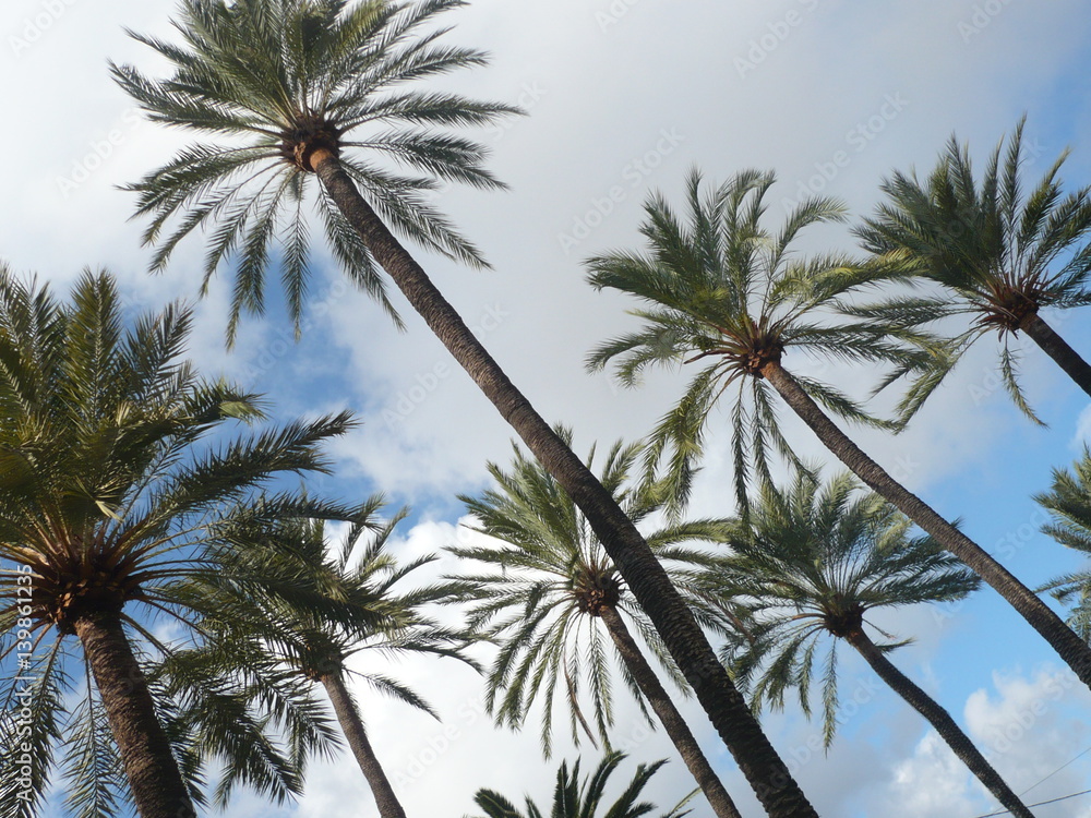 Palm trees againt the blue summer sky
