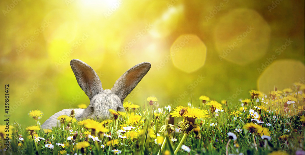 Naklejka premium Osterhase versteckt sich auf einer sonnigen Wiese mit blühendem Löwenzahn