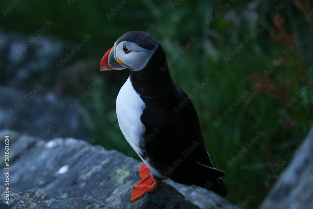 Fototapeta premium Norwegen, Papageitaucher