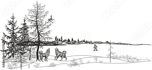 Hunting for a squirrel./Vector black and white drawing. Hunter's dogs bark at the squirrel.