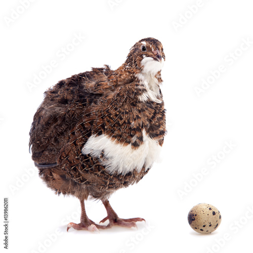 The common quail with its eggs on white