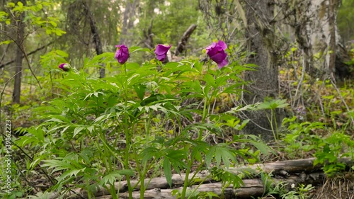 Wallpaper Mural peony - Paeonia anomala L. at taiga forest  Torontodigital.ca