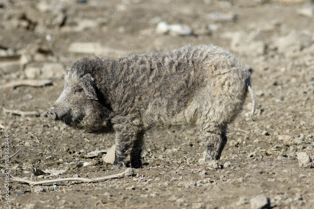 Mangalica a Hungarian breed of domestic pig Mangalica a Hungarian breed of domestic pig