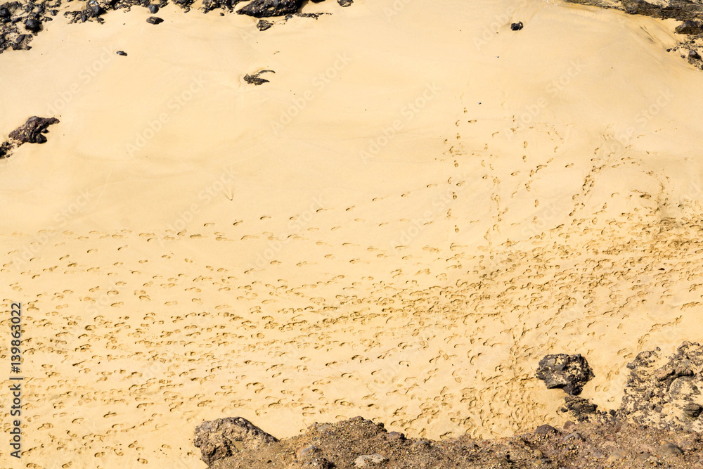 Obraz premium Footprints in the sand on the beach. Footsteps on the shore.