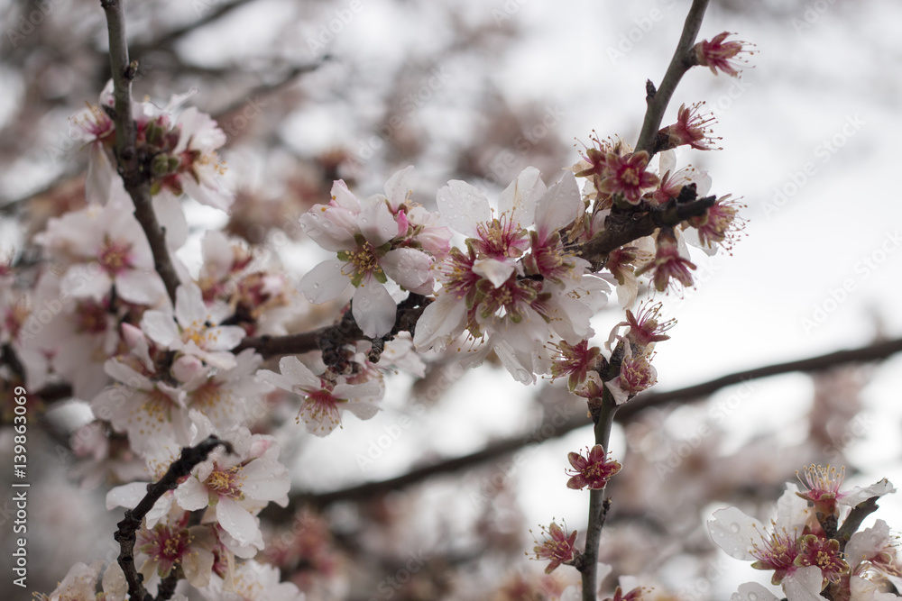 Almond tree bloom