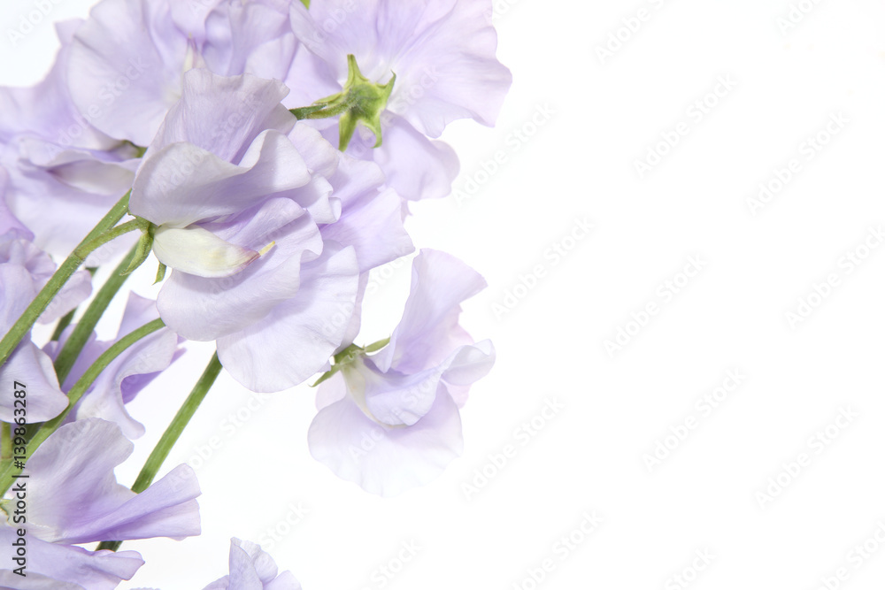 Obraz premium スイートピーのクローズアップ