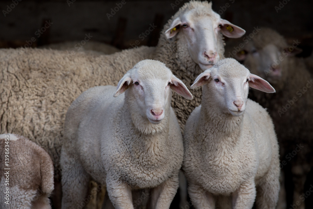 Naklejka premium Lambs and sheep in barn
