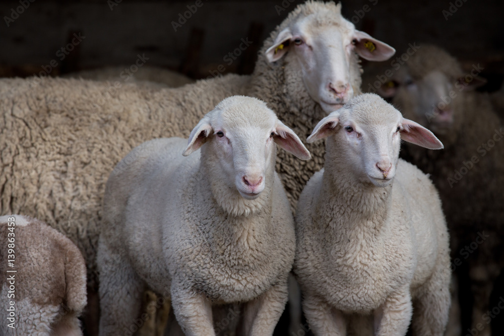 Obraz premium Lambs and sheep in barn