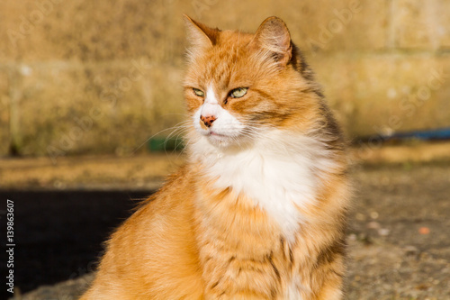 A Ginger Cat
