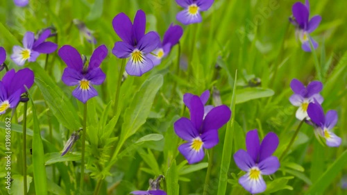 heartsease Viola tricolor close-up