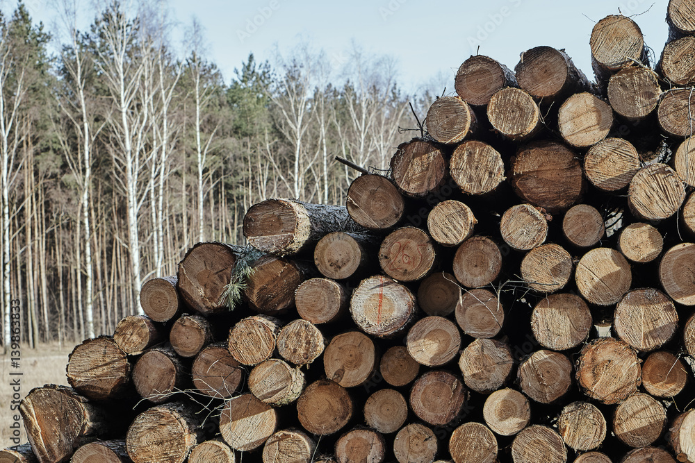 A pile of cut wood  in a forest in Poland.