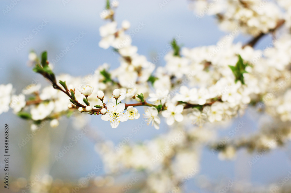 Obraz premium The blossoming branch