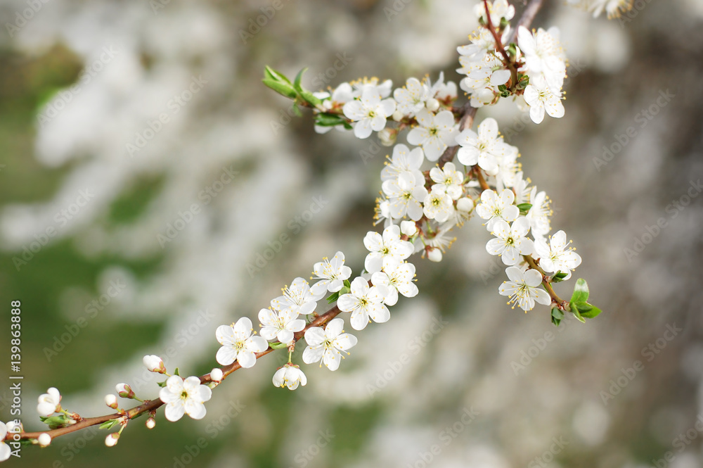 The blossoming branch The blossoming branch