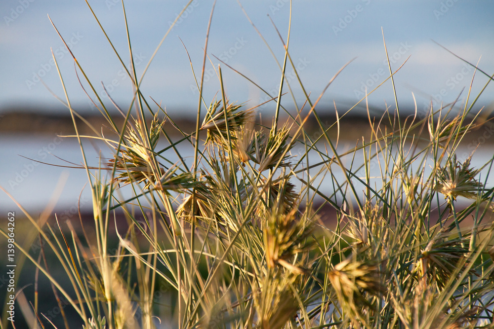 Marsh plants against a soft blurred background of water and sky. Marsh plants against a soft blurred background of water and sky.