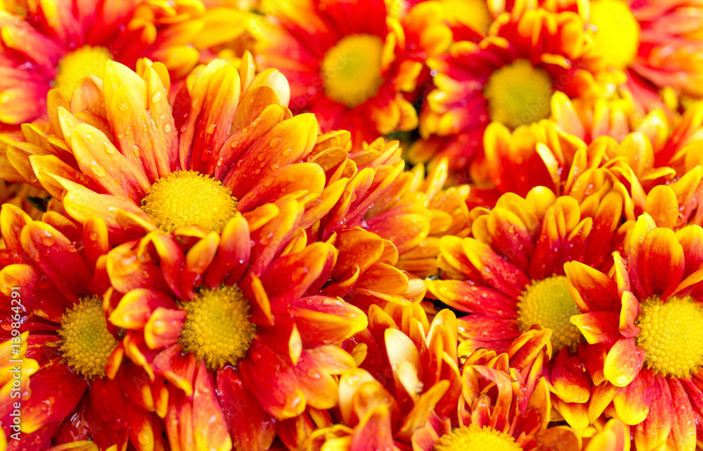 orange chrysanthemums daisy flower orange chrysanthemums daisy flower