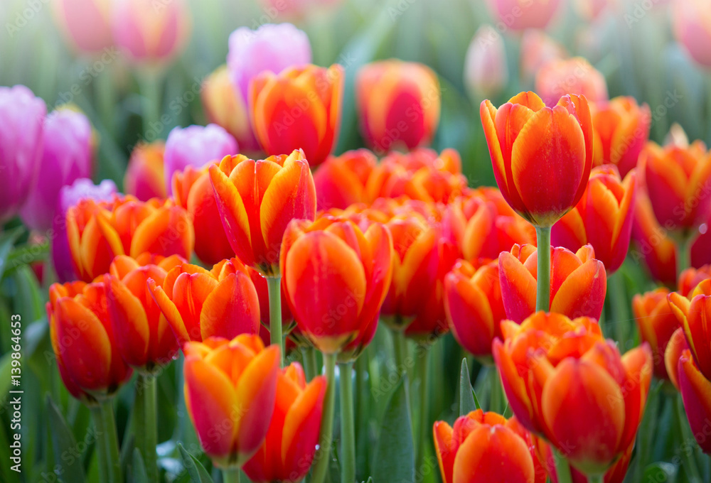 Colorful tulip flower fields blooming in the garden Colorful tulip flower fields blooming in the garden