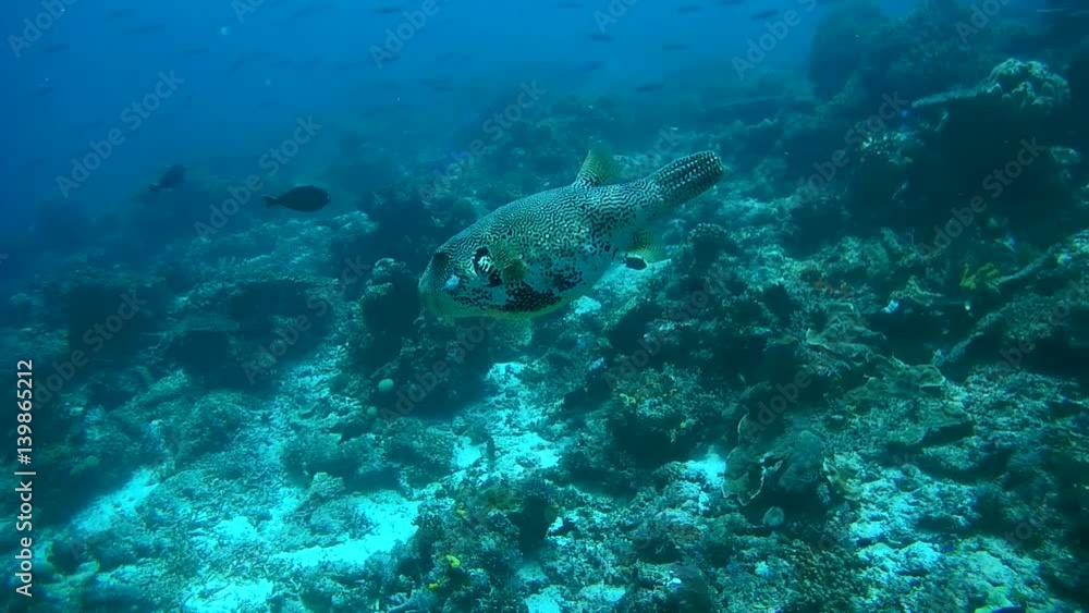 map pufferfish - Arothron mappa floats next to the reef, Oceania, Indonesia, Southeast Asia
map pufferfish - Arothron mappa floats next to the reef, Oceania, Indonesia, Southeast Asia