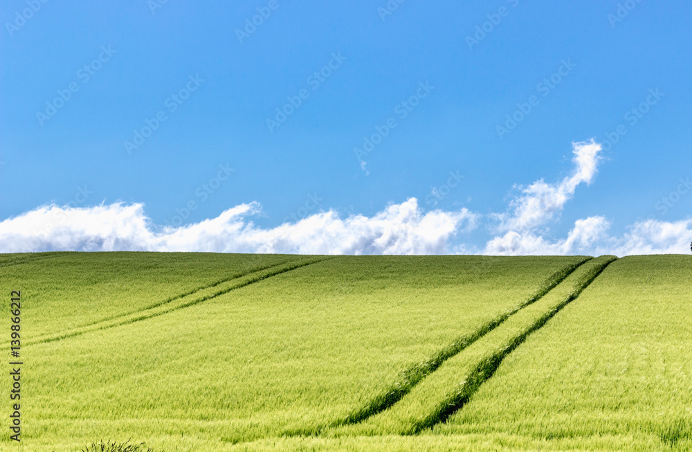 Naklejka premium Field in spring with wispy clouds