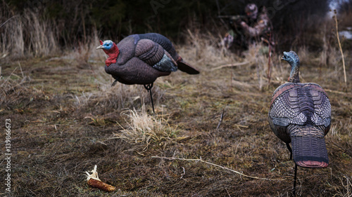 Turkey Hunting with Decoys