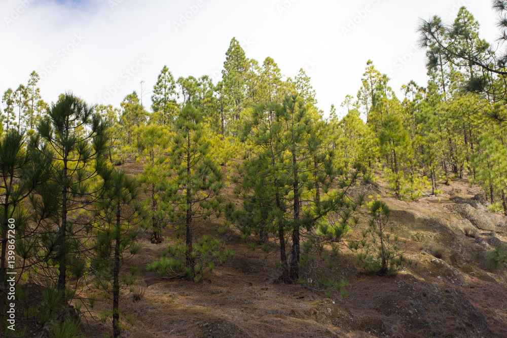 Beautiful panorama of pine forest with sunny summer day. Coniferous trees. Sustainable ecosystem. Tenerife, Teide volcano, Canary islands, Spain Beautiful panorama of pine forest with sunny summer day. Coniferous trees. Sustainable ecosystem. Tenerife, Teide volcano, Canary islands, Spain