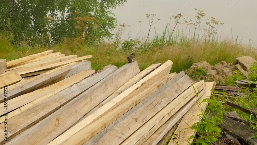 anxious chipmunk on the end of bunch planks
anxious chipmunk on the end of bunch planks