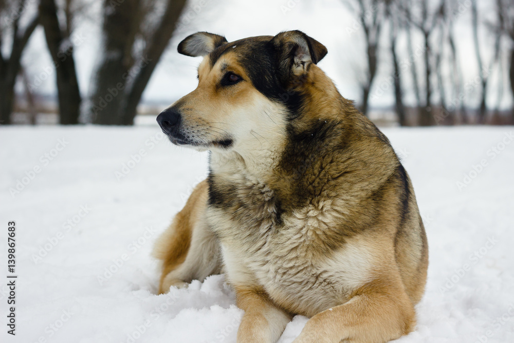 A dog is a friend of man. Old good dog on the river bank in winter