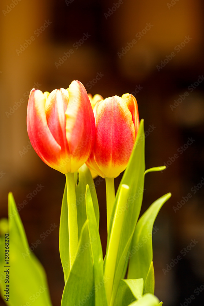 Fototapeta premium A large image . Red and yellow tulips are in the vase.
