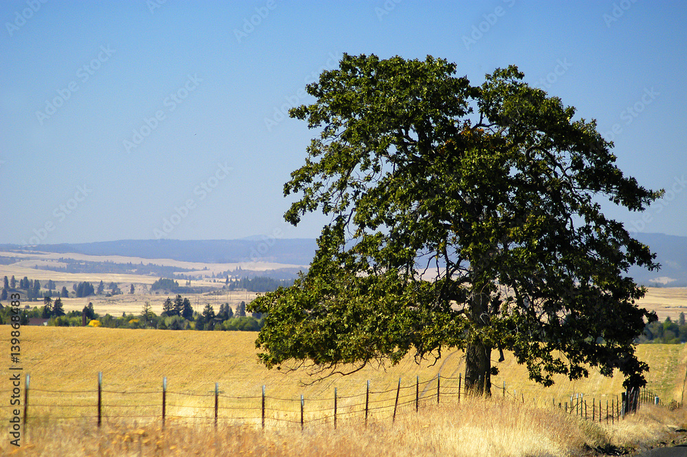 Fototapeta premium Farmlands, Goldendale, WA
