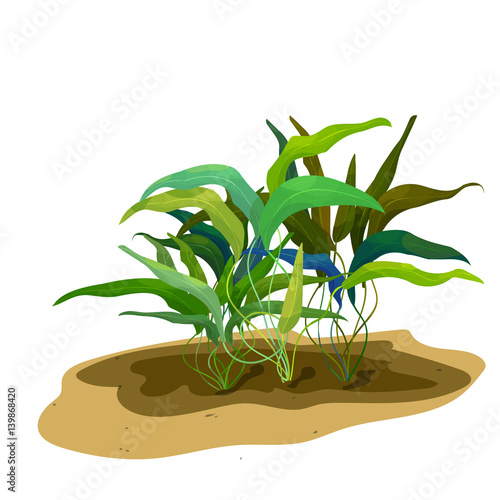 Isolated group of underwater plant Cryptocoryne (water trumpet)