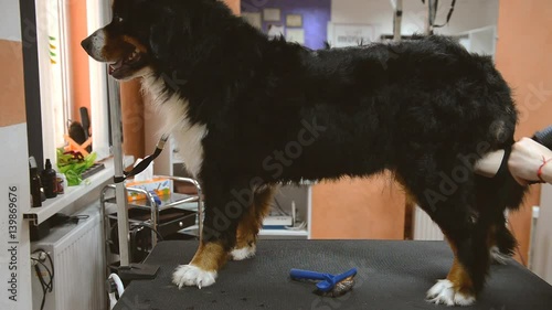 Master hairdresser dries dog after washing in the salon for animals. Bernese Sennenhund in the cabin for animals. photo