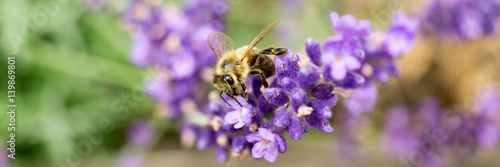 Biene auf Lavendel © moquai86