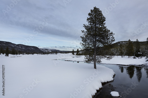 Tree, Yellowstone River, Winter, Yellowstone National Park
