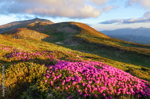 Marvelous pink rhododendrons on the mountains.