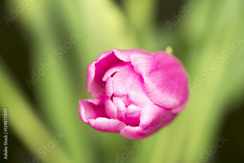 Pink tulip blossom in spring, green leaf background